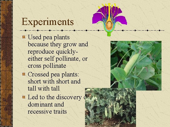 Experiments Used pea plants because they grow and reproduce quicklyeither self pollinate, or cross