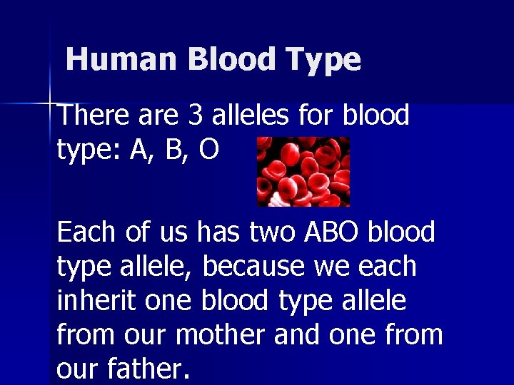 Human Blood Type There are 3 alleles for blood type: A, B, O Each