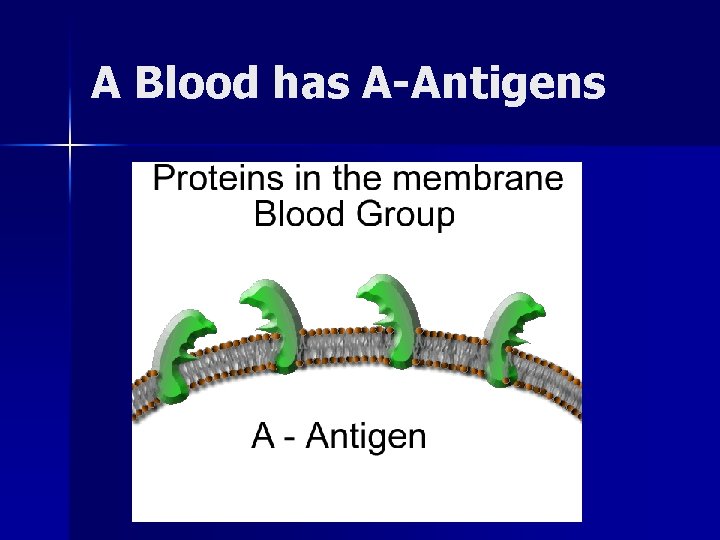 A Blood has A-Antigens 