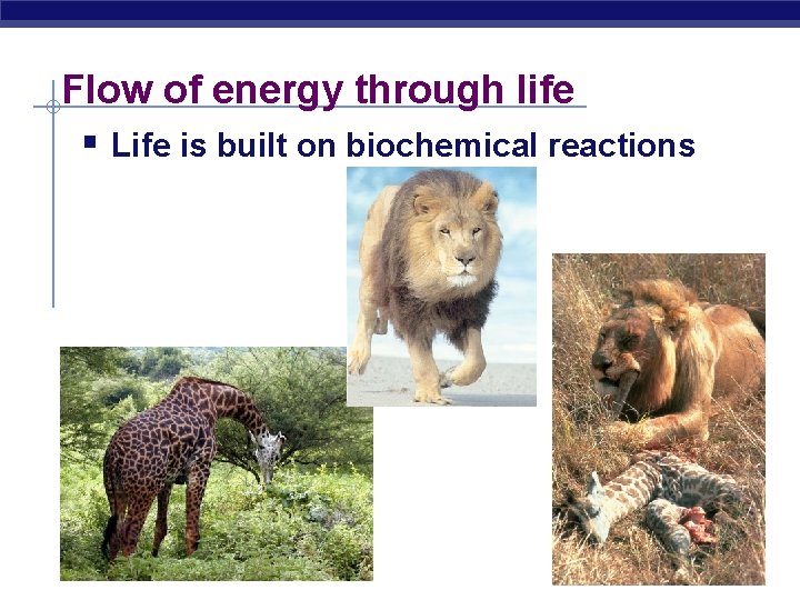Flow of energy through life § Life is built on biochemical reactions 