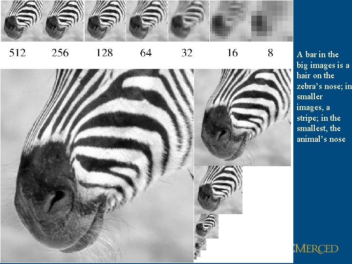A bar in the big images is a hair on the zebra’s nose; in