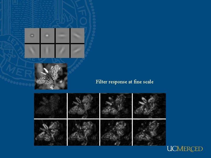 Filter response at fine scale 
