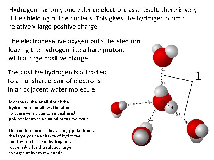 Hydrogen has only one valence electron, as a result, there is very little shielding