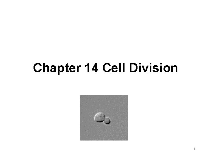 Chapter 14 Cell Division 1 