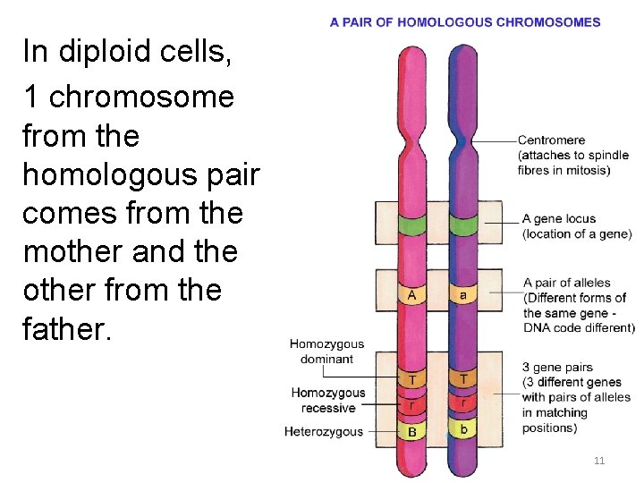 In diploid cells, 1 chromosome from the homologous pair comes from the mother and