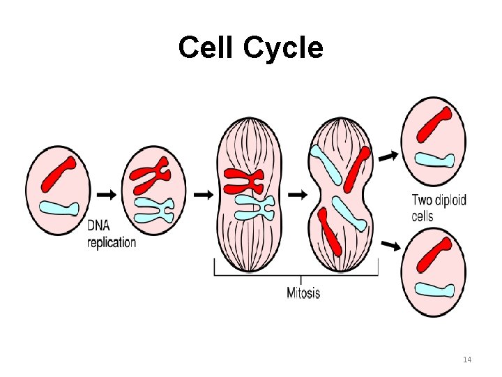 Cell Cycle 14 