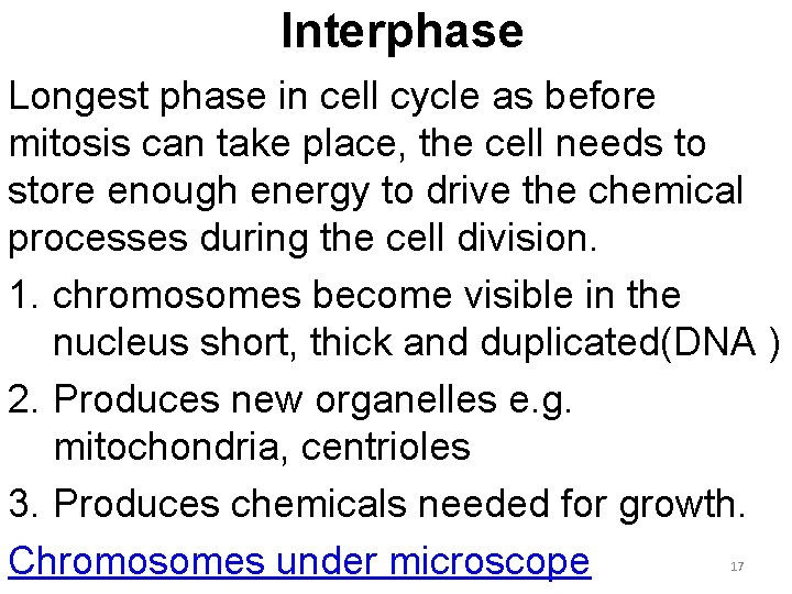 Interphase Longest phase in cell cycle as before mitosis can take place, the cell