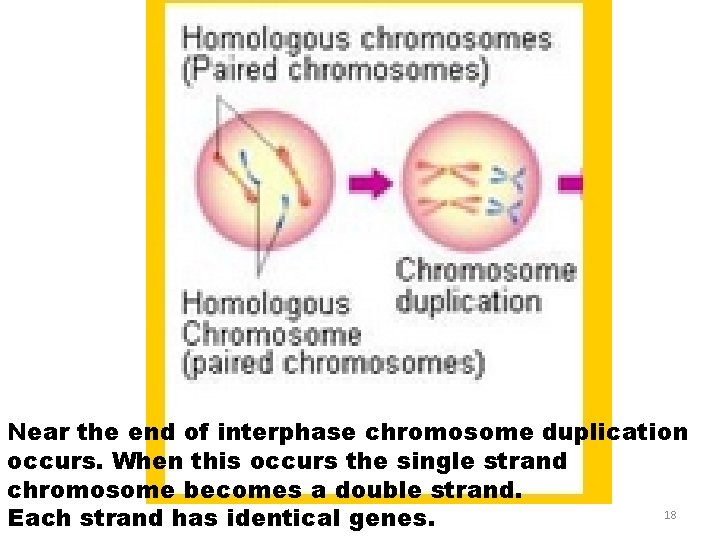 Near the end of interphase chromosome duplication occurs. When this occurs the single strand