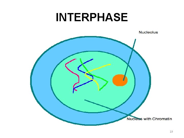 INTERPHASE 19 