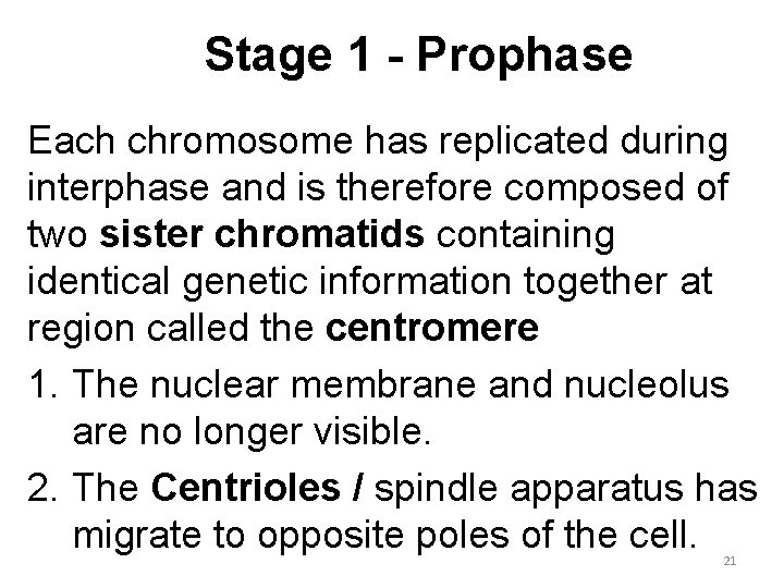 Stage 1 - Prophase Each chromosome has replicated during interphase and is therefore composed
