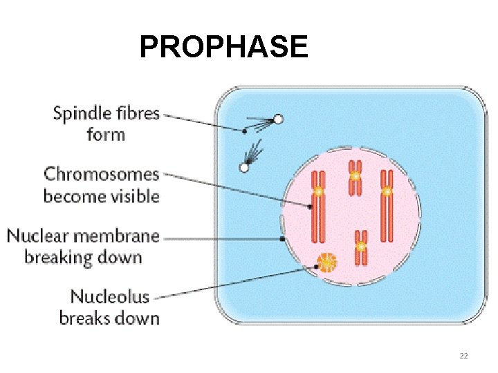 PROPHASE 22 