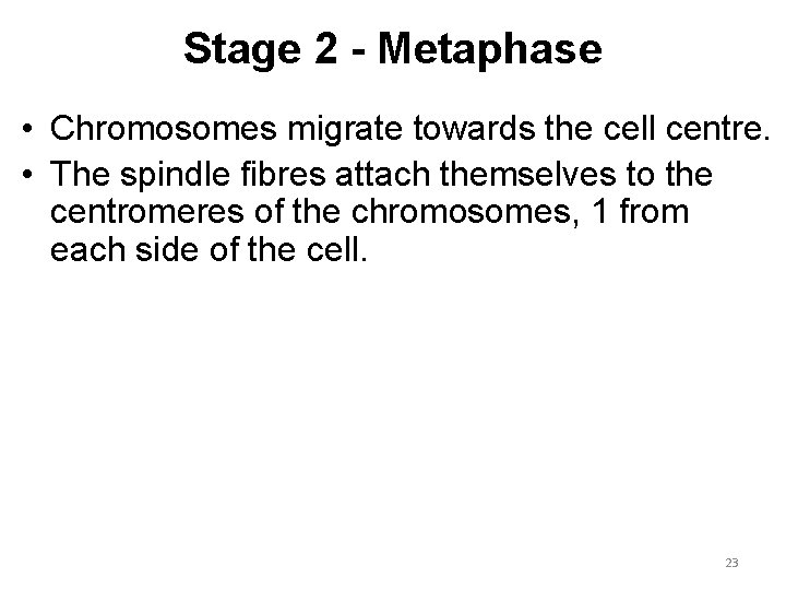 Stage 2 - Metaphase • Chromosomes migrate towards the cell centre. • The spindle