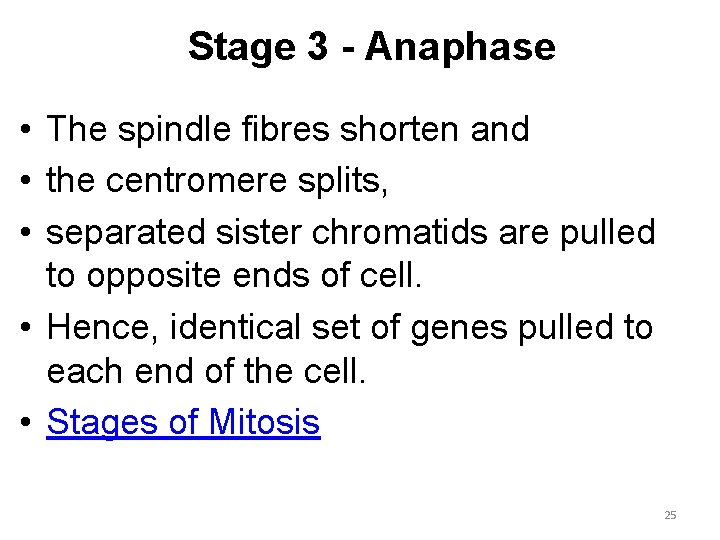 Stage 3 - Anaphase • The spindle fibres shorten and • the centromere splits,