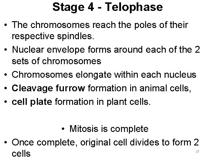 Stage 4 - Telophase • The chromosomes reach the poles of their respective spindles.