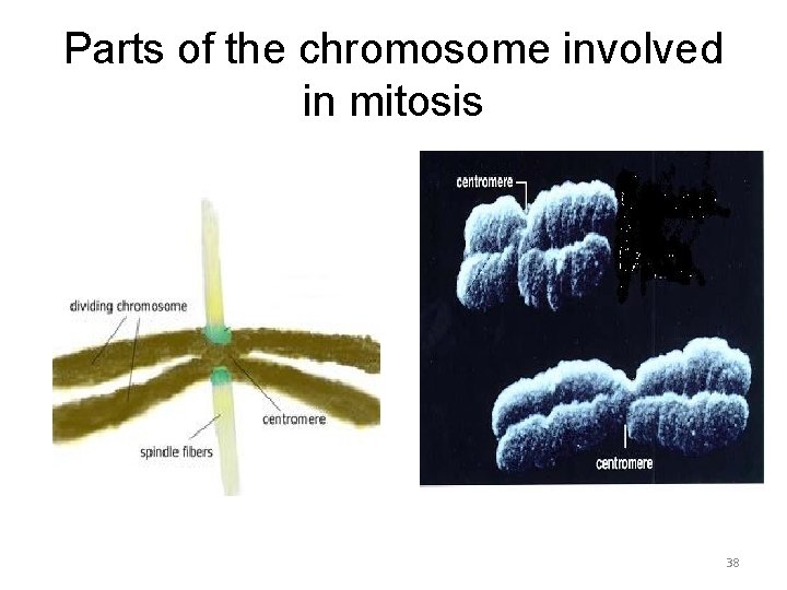 Parts of the chromosome involved in mitosis 38 