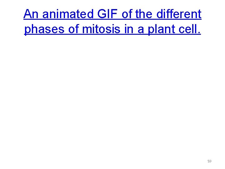 An animated GIF of the different phases of mitosis in a plant cell. 59