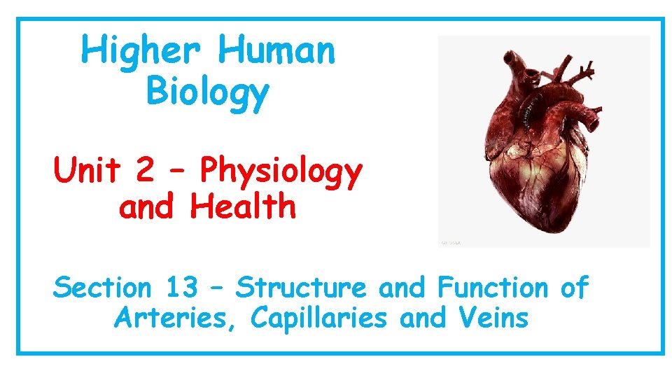 Higher Human Biology Unit 2 – Physiology and Health Section 13 – Structure and