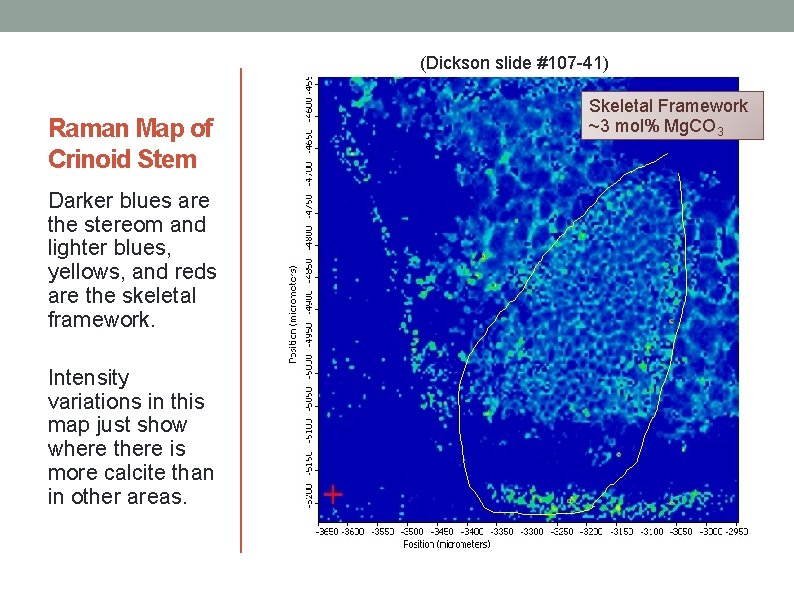 (Dickson slide #107 -41) Raman Map of Crinoid Stem Darker blues are the stereom