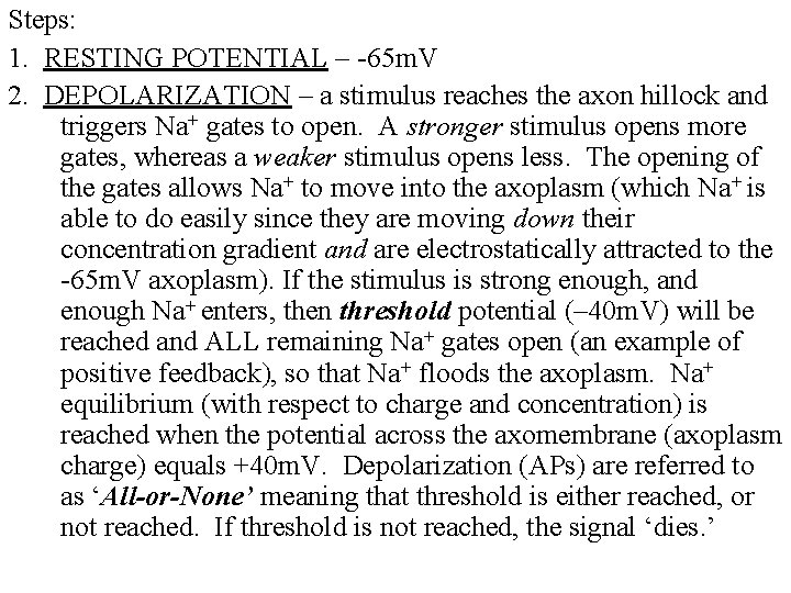 Steps: 1. RESTING POTENTIAL – -65 m. V 2. DEPOLARIZATION – a stimulus reaches