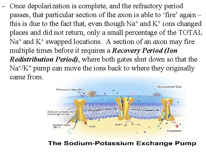 - Once depolarization is complete, and the refractory period passes, that particular section of