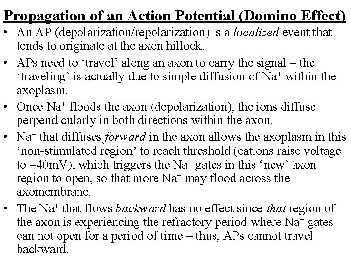 Propagation of an Action Potential (Domino Effect) • An AP (depolarization/repolarization) is a localized