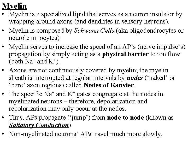 Myelin • Myelin is a specialized lipid that serves as a neuron insulator by