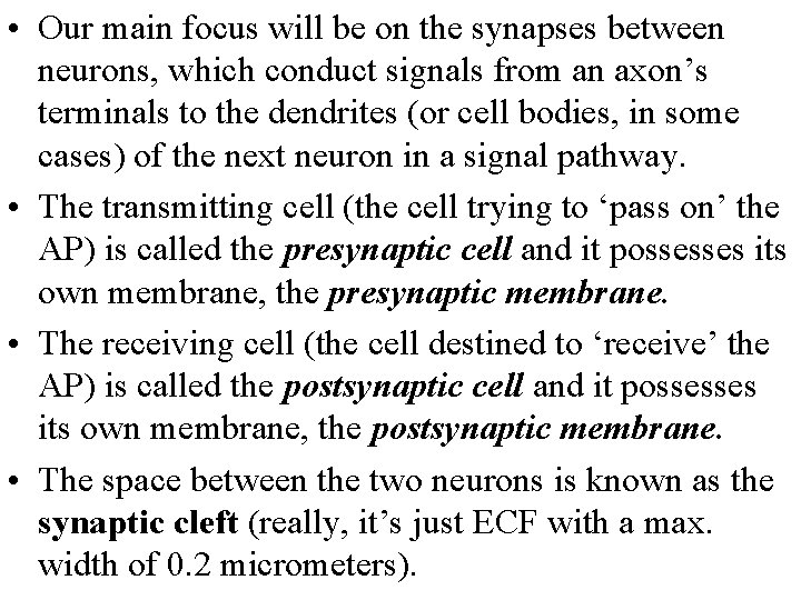  • Our main focus will be on the synapses between neurons, which conduct