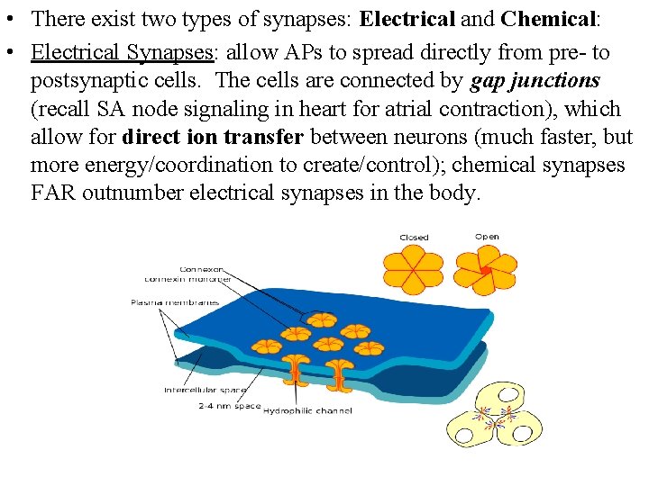  • There exist two types of synapses: Electrical and Chemical: • Electrical Synapses: