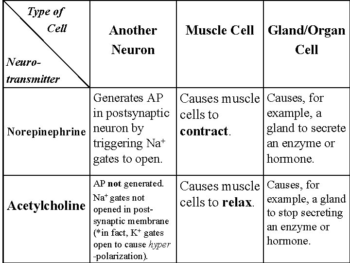 Type of Cell Neurotransmitter Another Neuron Muscle Cell Generates AP Causes muscle in postsynaptic