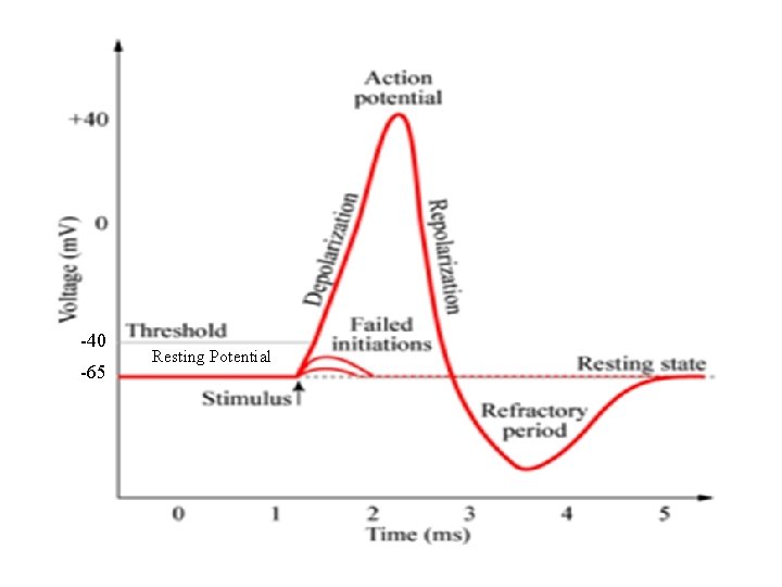 -40 -65 Resting Potential 