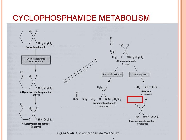 CYCLOPHOSPHAMIDE METABOLISM 