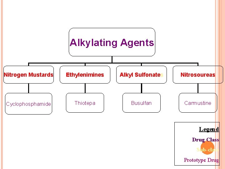 Alkylating Agents Nitrogen Mustards Ethylenimines Alkyl Sulfonates Nitrosoureas Cyclophosphamide Thiotepa Busulfan Carmustine Legend Drug