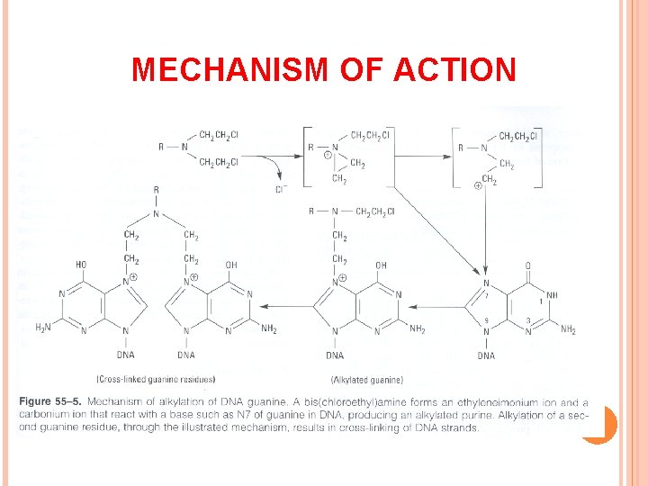 MECHANISM OF ACTION 