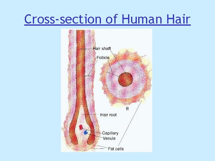 Cross-section of Human Hair Cross-section of Human Hair