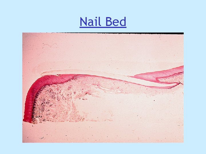 Nail Bed Nail Bed