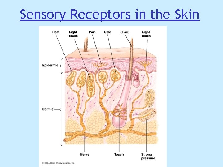 Sensory Receptors in the Skin Sensory Receptors in the Skin