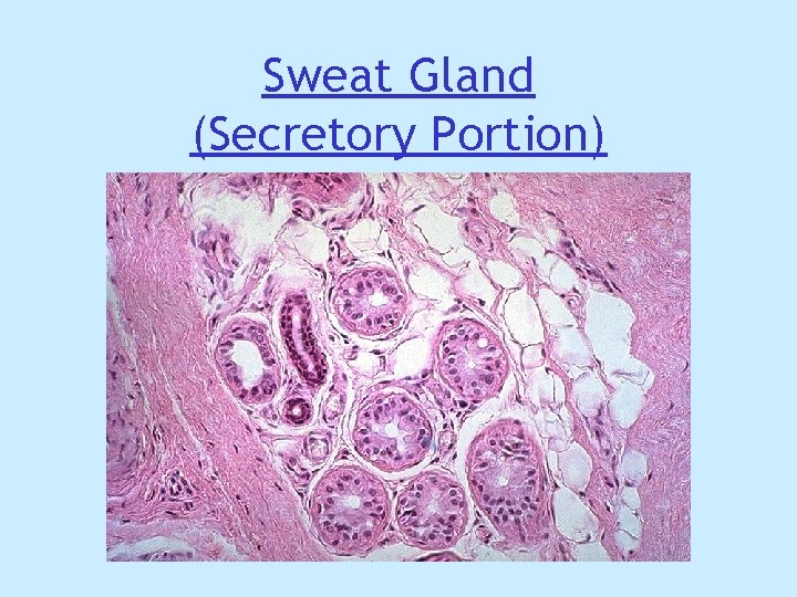 Sweat Gland (Secretory Portion) Sweat Gland (Secretory Portion)