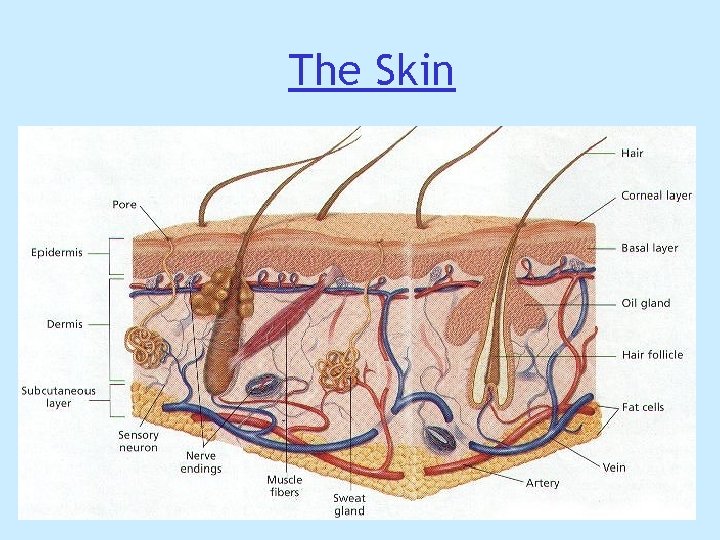 The Skin The Skin