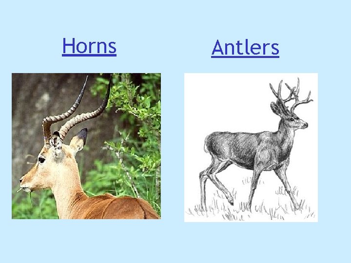 Horns Antlers Horns Antlers