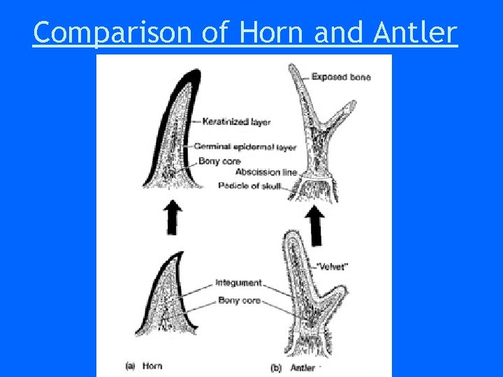Comparison of Horn and Antler Comparison of Horn and Antler