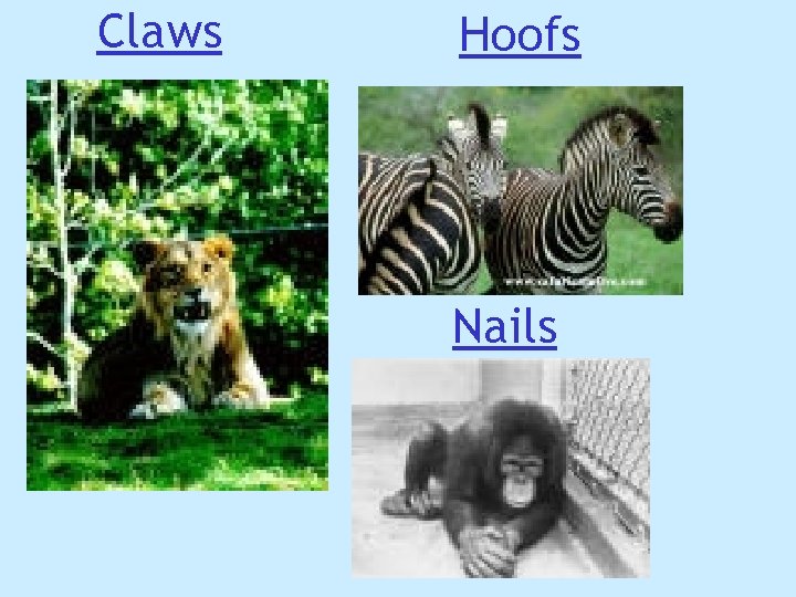 Claws Hoofs Nails Claws Hoofs Nails