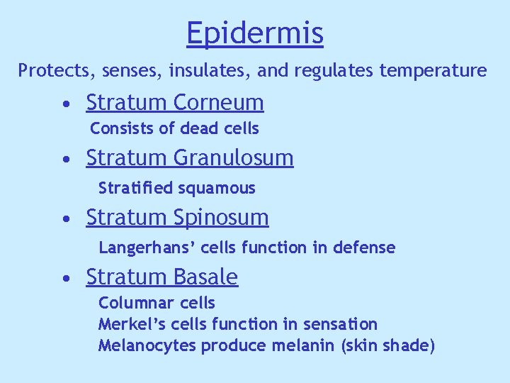 Epidermis Protects, senses, insulates, and regulates temperature • Stratum Corneum Consists of dead cells Epidermis Protects, senses, insulates, and regulates temperature • Stratum Corneum Consists of dead cells