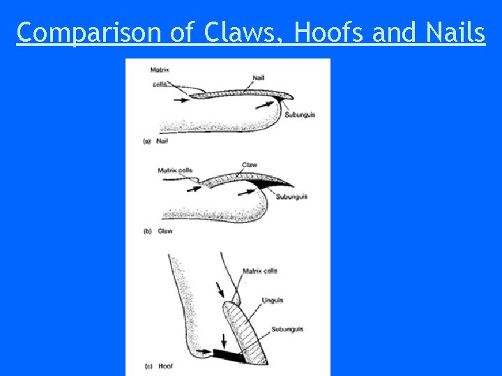 Comparison of Claws, Hoofs and Nails Comparison of Claws, Hoofs and Nails