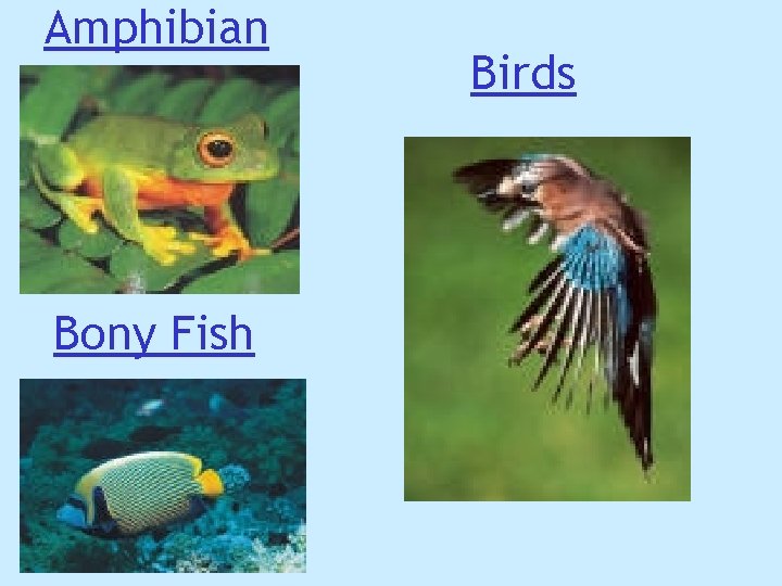 Amphibian Bony Fish Birds Amphibian Bony Fish Birds
