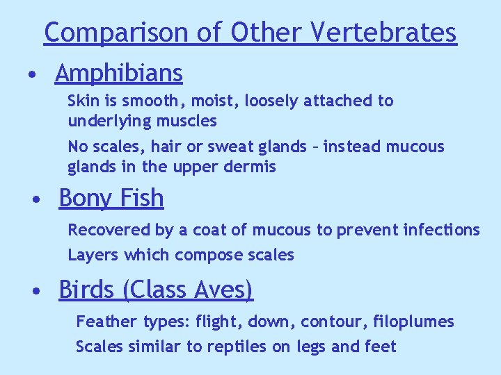 Comparison of Other Vertebrates • Amphibians Skin is smooth, moist, loosely attached to underlying Comparison of Other Vertebrates • Amphibians Skin is smooth, moist, loosely attached to underlying