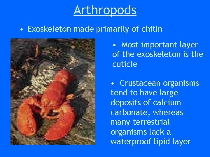 Arthropods • Exoskeleton made primarily of chitin • Most important layer of the exoskeleton Arthropods • Exoskeleton made primarily of chitin • Most important layer of the exoskeleton