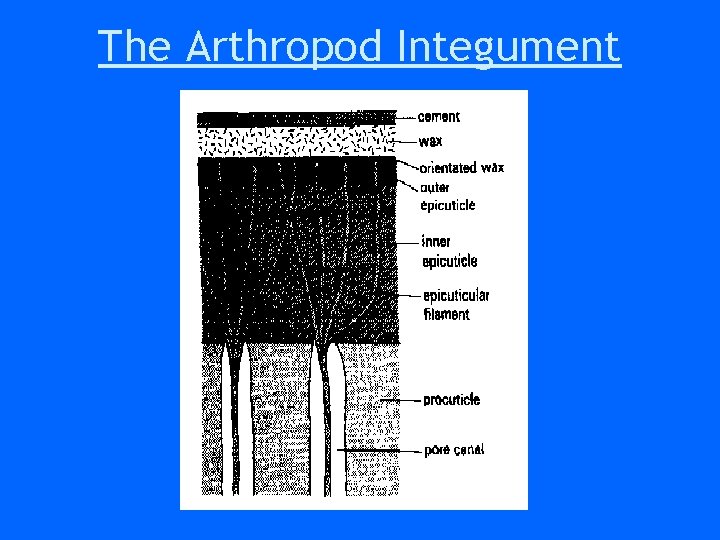 The Arthropod Integument The Arthropod Integument