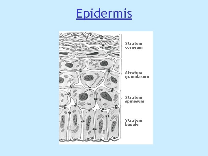 Epidermis Epidermis