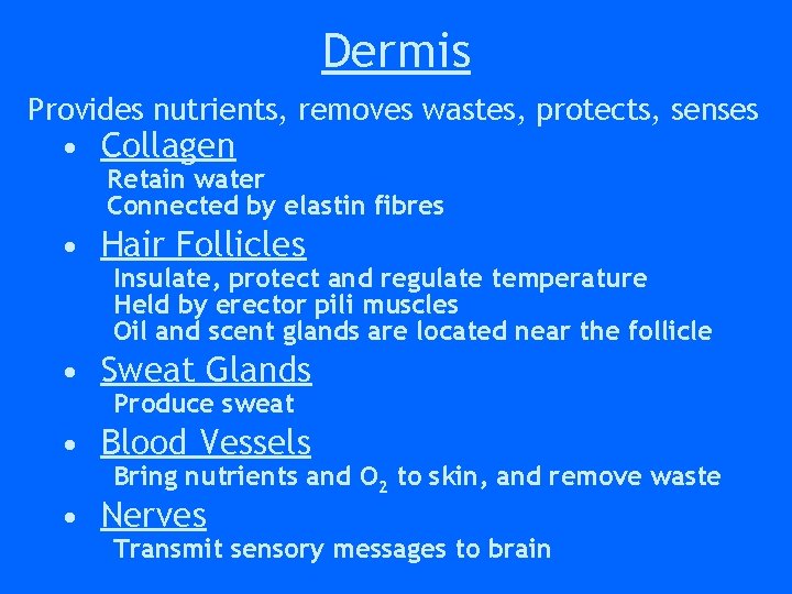 Dermis Provides nutrients, removes wastes, protects, senses • Collagen Retain water Connected by elastin Dermis Provides nutrients, removes wastes, protects, senses • Collagen Retain water Connected by elastin