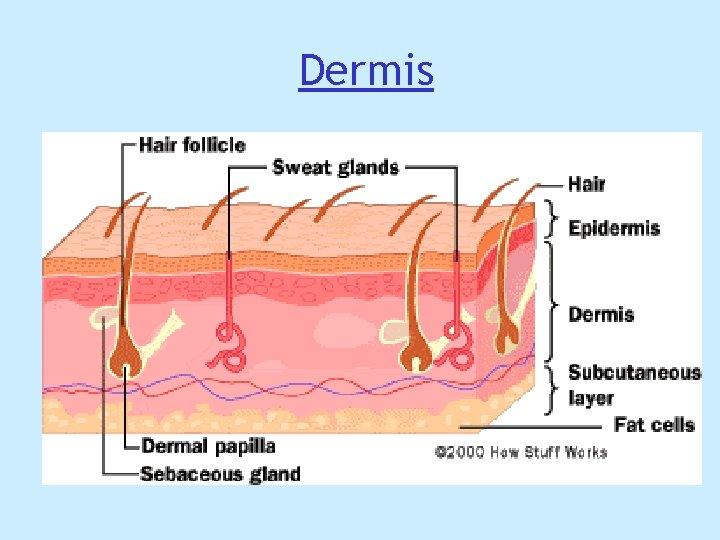 Dermis Dermis
